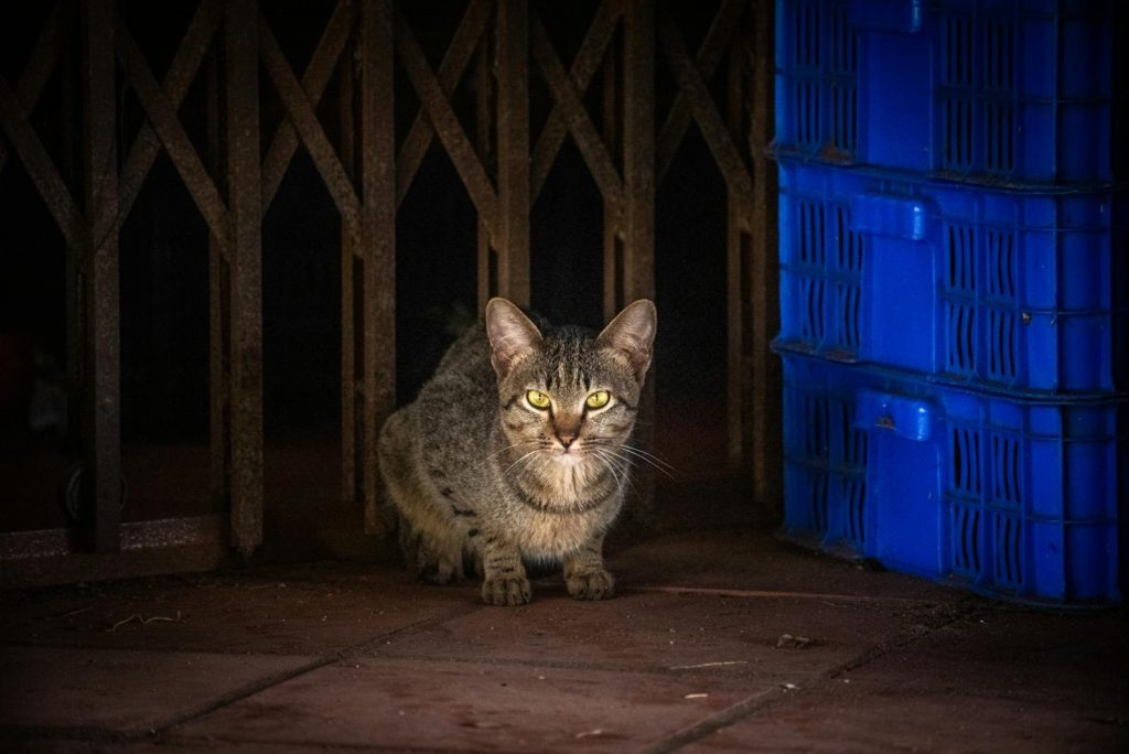 A stray tabby cat illuminated by light near blue crates in an industrial area.