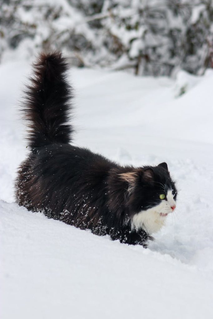 A fluffy black and white cat joyfully playing in deep snow during winter.