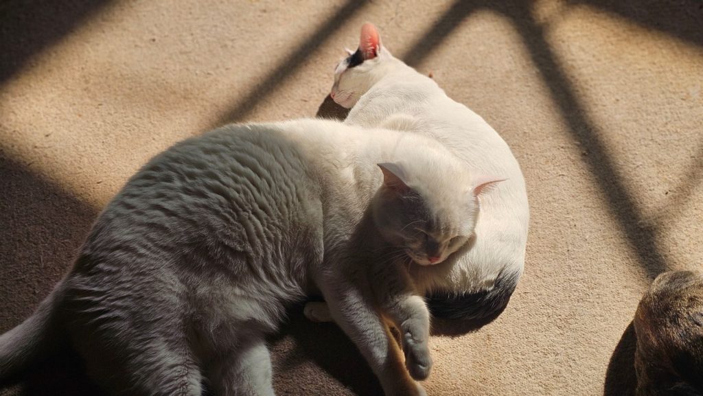 Two domestic cats peacefully resting on a sunlit floor, creating a cozy atmosphere.