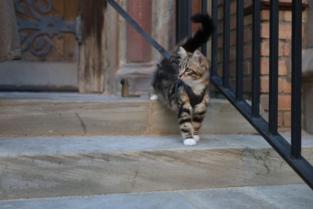 Cute tabby kitten exploring outdoors on stone steps in a harness, capturing curiosity.