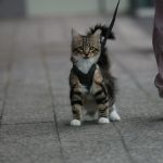 A cute domestic tabby cat on a leash walking beside an owner's feet.
