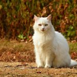 cat, pet, feline, animal, fur, whiskers, kitty, sitting, outdoor, domestic, domestic cat, nature, mammal, cat portrait, animal world