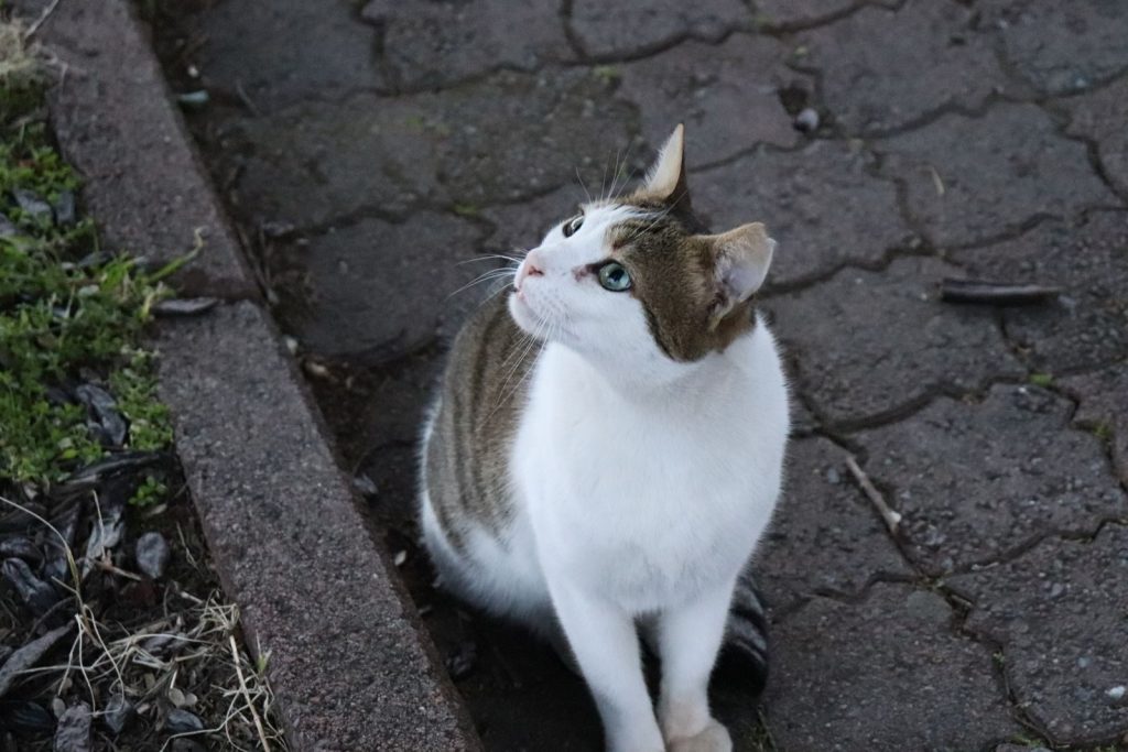 A curious street cat with green eyes looking up while sitting on a paved path outdoors.