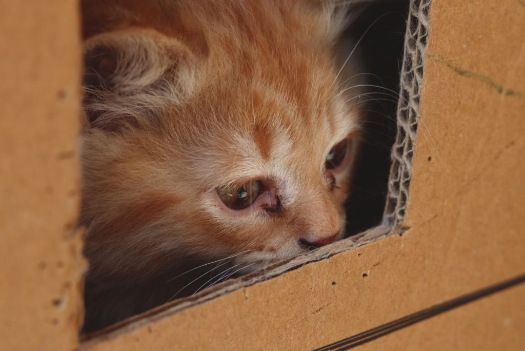 Adorable ginger kitten peeks curiously from a cardboard box. Captures playful innocence.