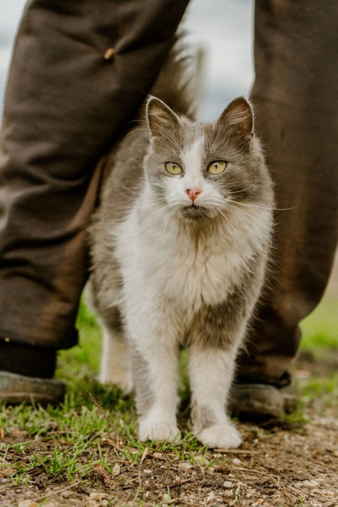 A fluffy domestic cat stands between a person's legs outdoors on grass.