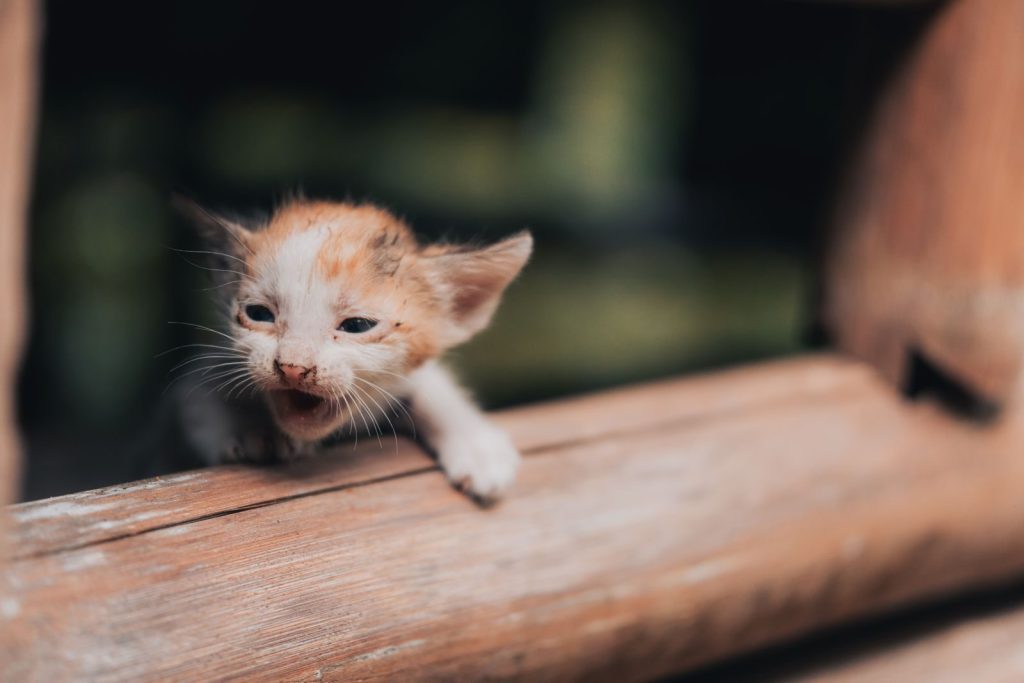Cute orange and white kitten looking out from a wooden sill, with a curious expression.
