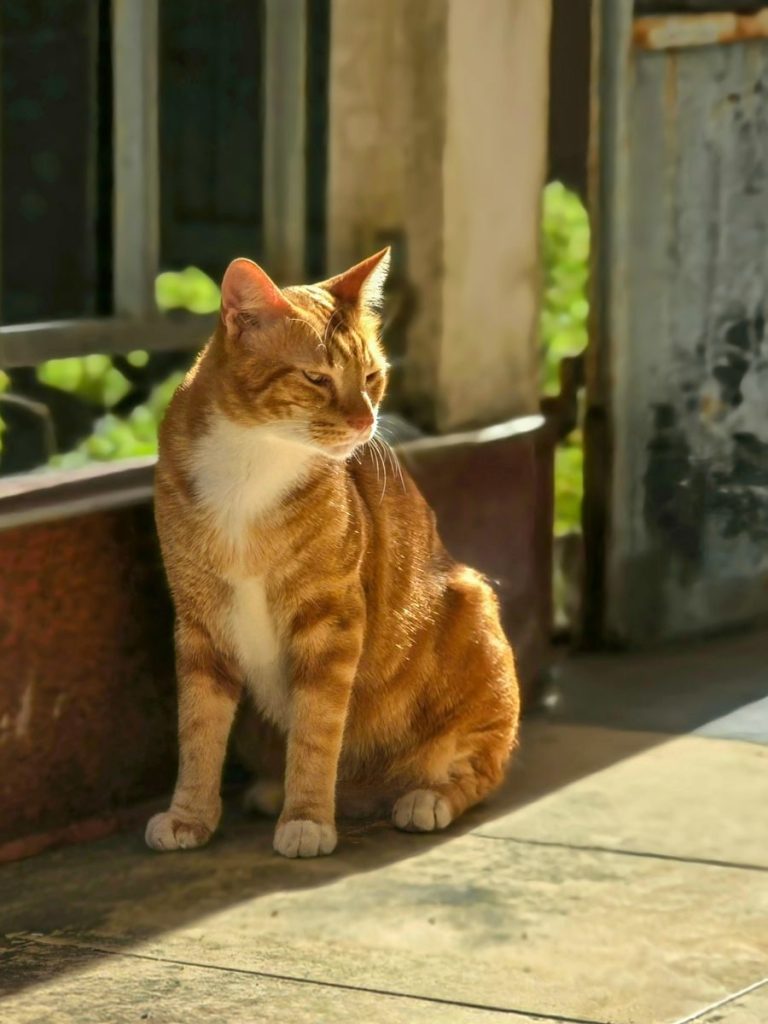 Ginger tabby cat basking in warm sunlight on a porch in Thailand. Serene and relaxed outdoor scene.