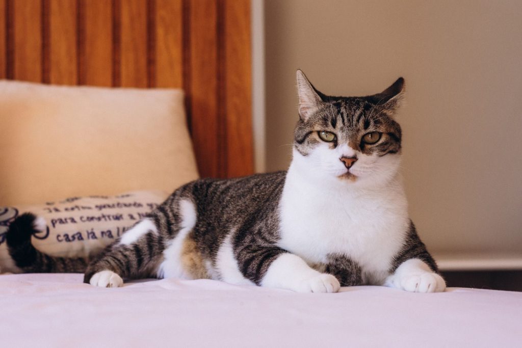 A tabby cat lying comfortably on a bed in a well-lit room, enjoying a peaceful moment.