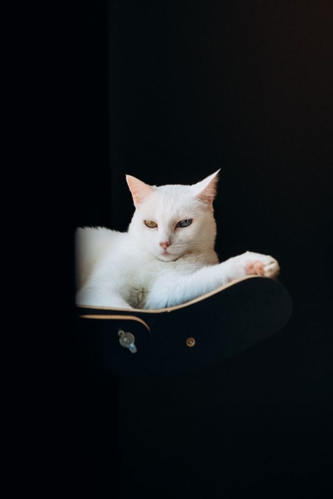 A calm white cat lounging in a dark minimalist setting, exuding grace and tranquility.