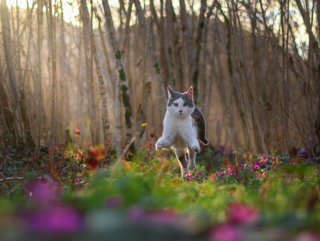 A joyful cat leaps through a field of flowers in Fındıklı, Rize under the warm sunlight.