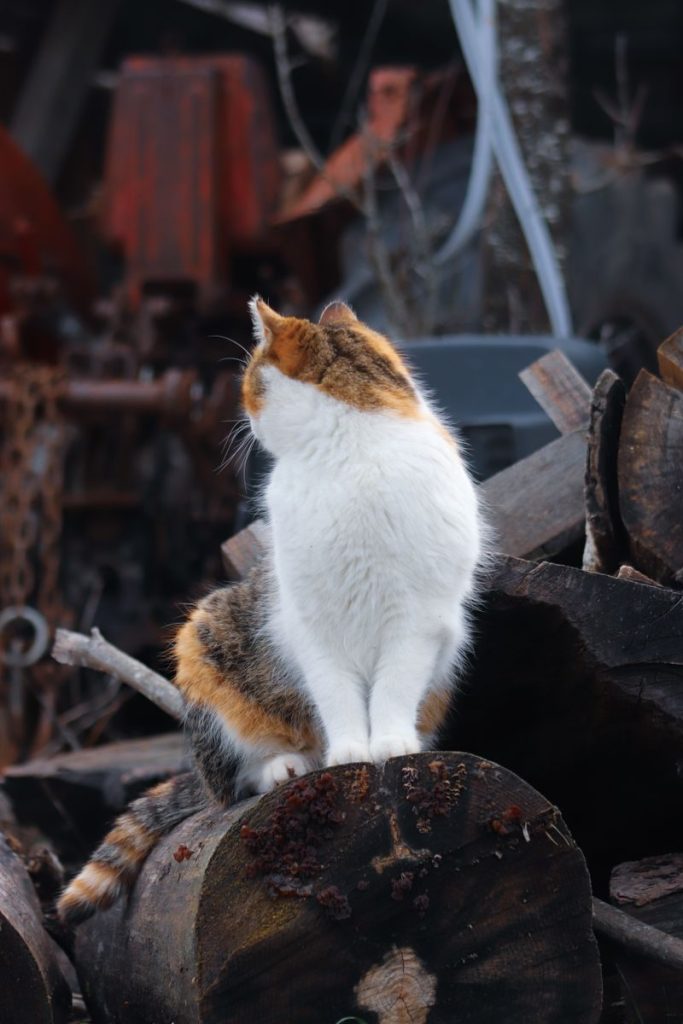 A calico cat sitting on logs in an outdoor rustic setting, surrounded by wood and machinery parts.
