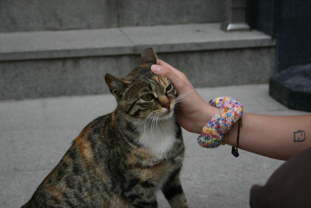 A hand gently pets a tabby cat outdoors on stone steps, conveying warmth and kindness.