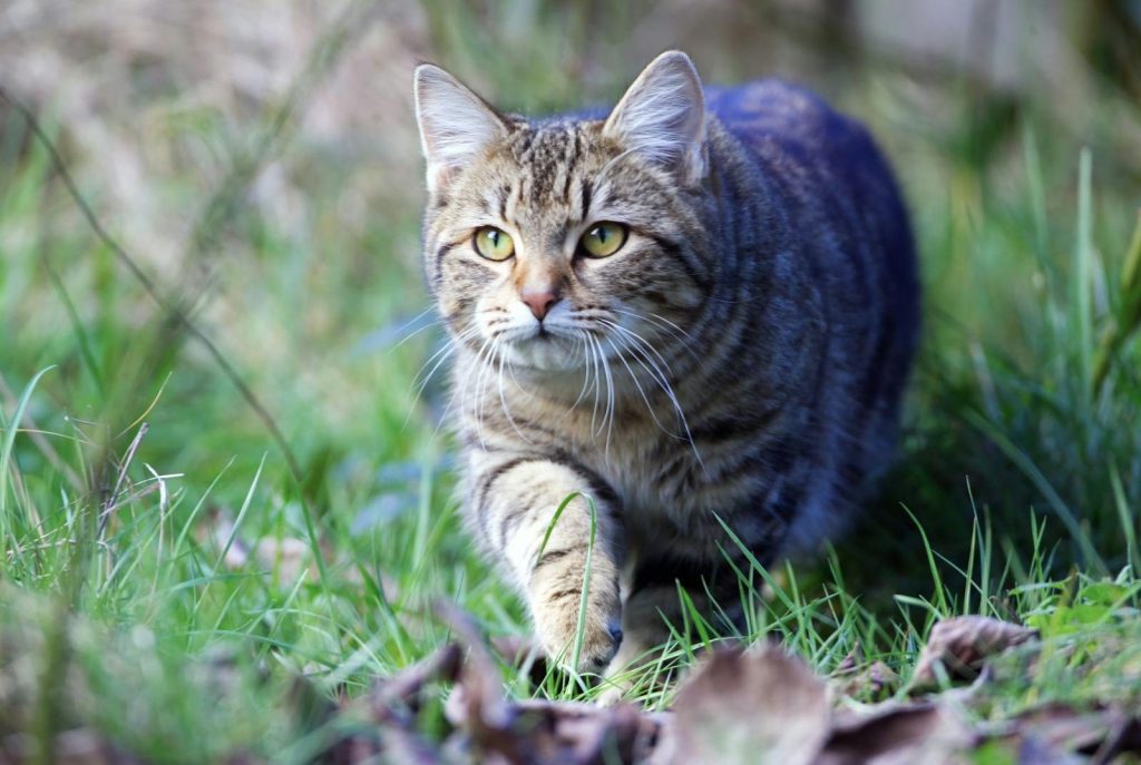A tabby cat with striking eyes walks confidently through grass in a natural setting.