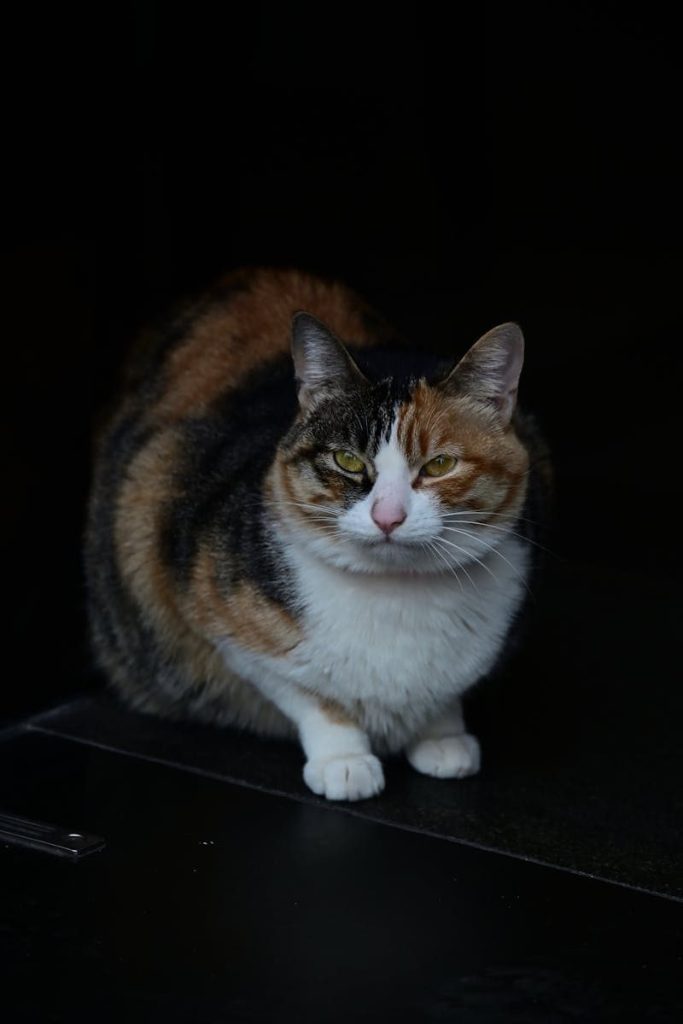A calico cat with a serious expression, sitting in low light indoors.