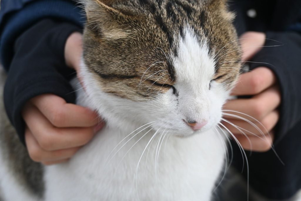 Content calico cat being gently stroked by human hands outdoors in Konya, capturing a peaceful moment.