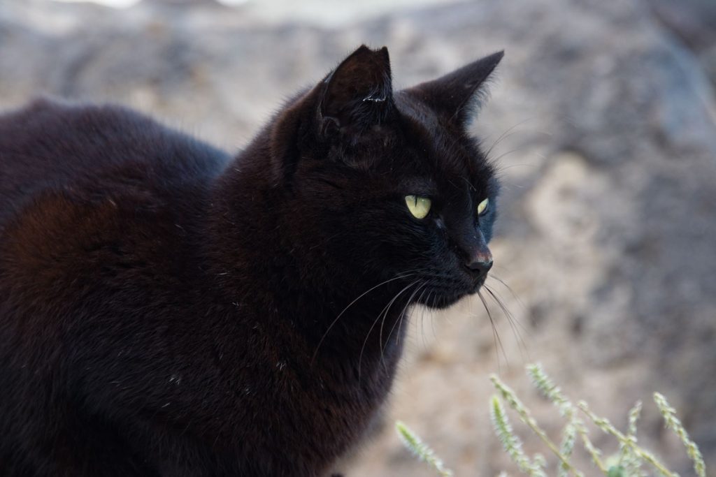 Close-up of a black cat with green eyes, perfect for animal stock photography.