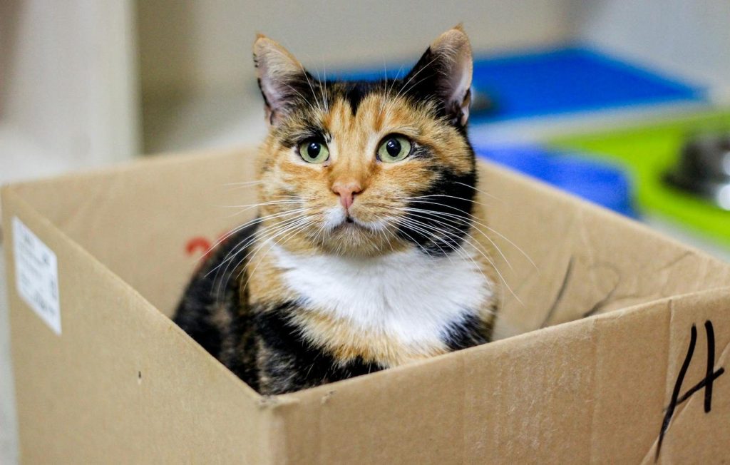 Cute calico cat comfortably nestled inside a cardboard box indoors.