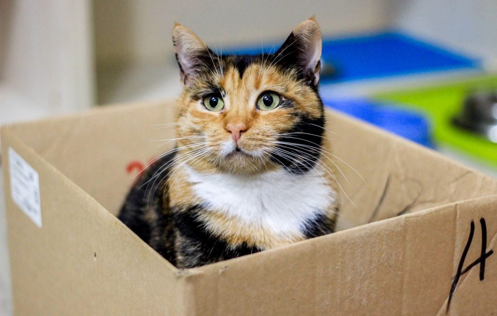 Cute calico cat comfortably nestled inside a cardboard box indoors.