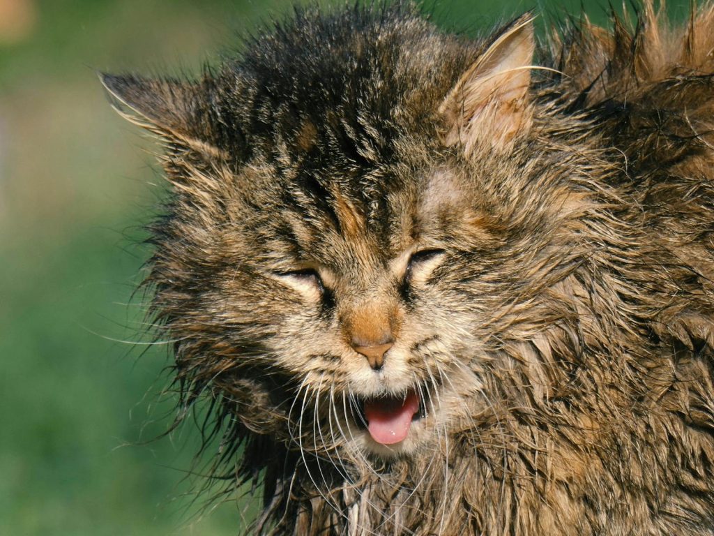 A fluffy cat with wet fur stands outdoors, shaking off water on a sunny day.