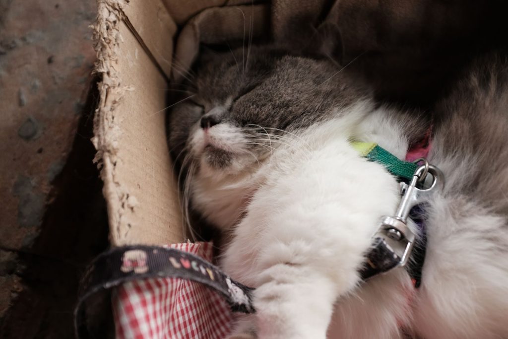 A peaceful grey and white cat sleeping in a cardboard box, harness visible.