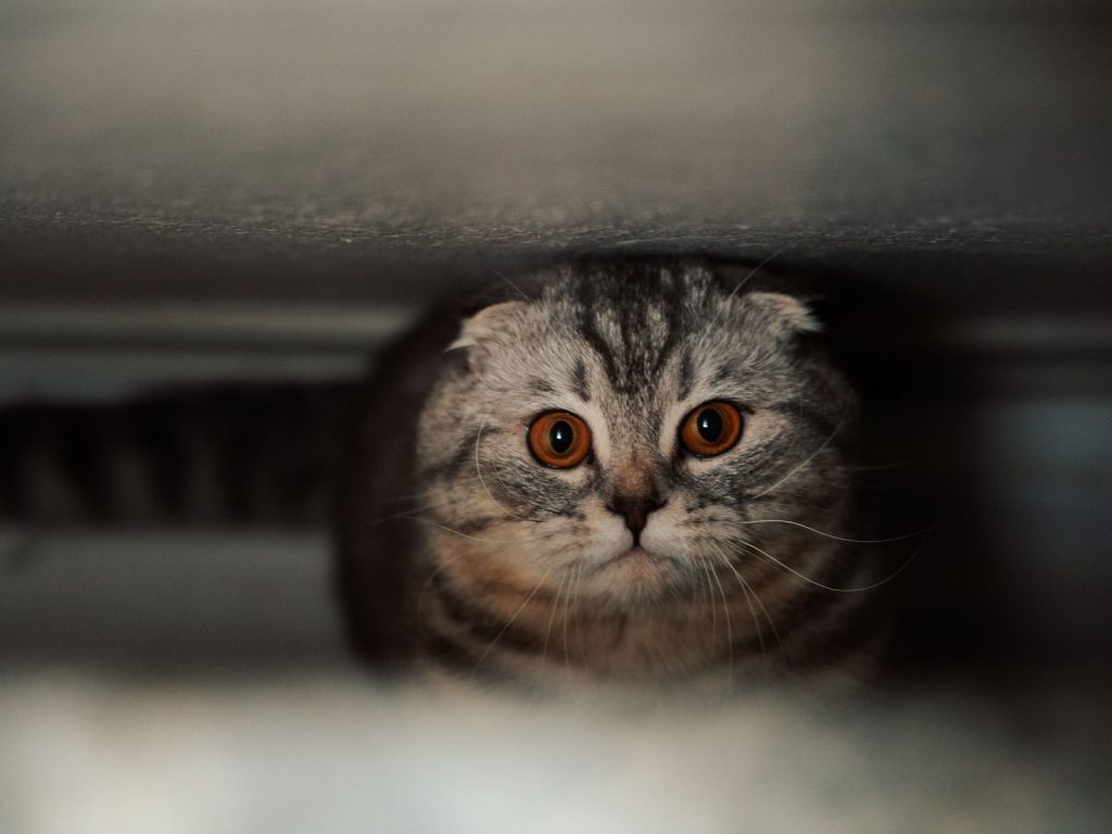 A Scottish Fold cat with amber eyes peeks out from a dark hiding spot in this moody portrait.