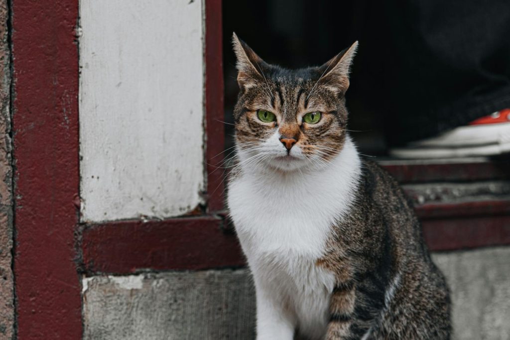 Portrait of a tabby cat with striking green eyes sitting near a doorway.