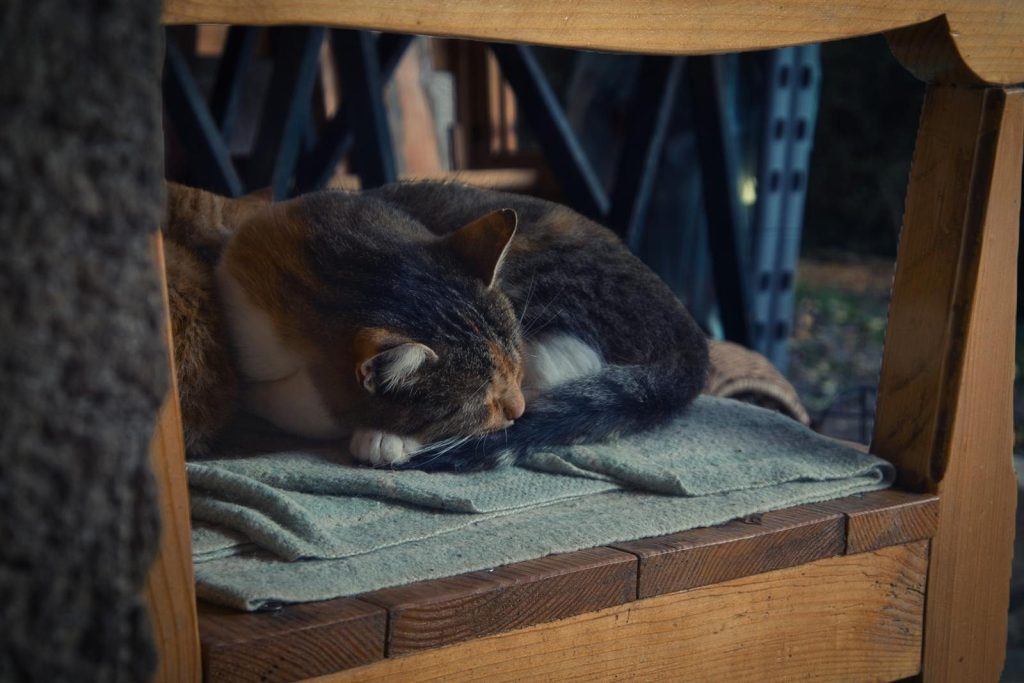 A tranquil scene of a cat napping on a blanket-covered wooden chair inside.