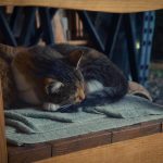 A tranquil scene of a cat napping on a blanket-covered wooden chair inside.