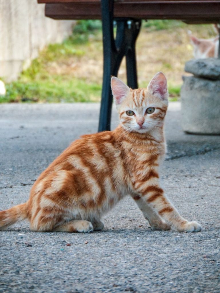 Adorable ginger tabby kitten sitting on a pavement outdoors, showcasing its curious expression.