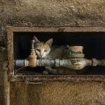 A cat curled up inside a rusty utility box on an outdoor wall, creating a unique urban hiding spot.