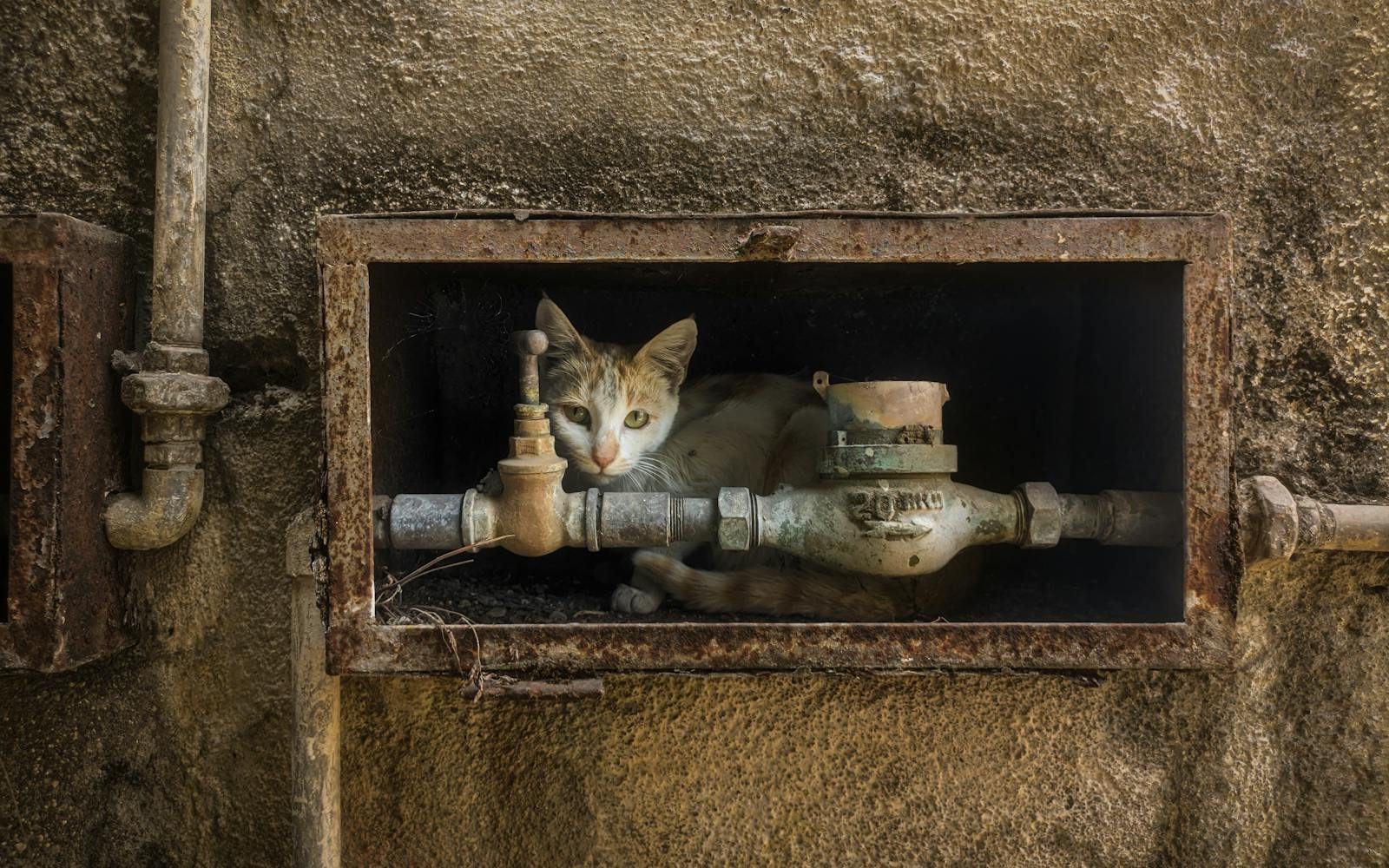 A cat curled up inside a rusty utility box on an outdoor wall, creating a unique urban hiding spot.