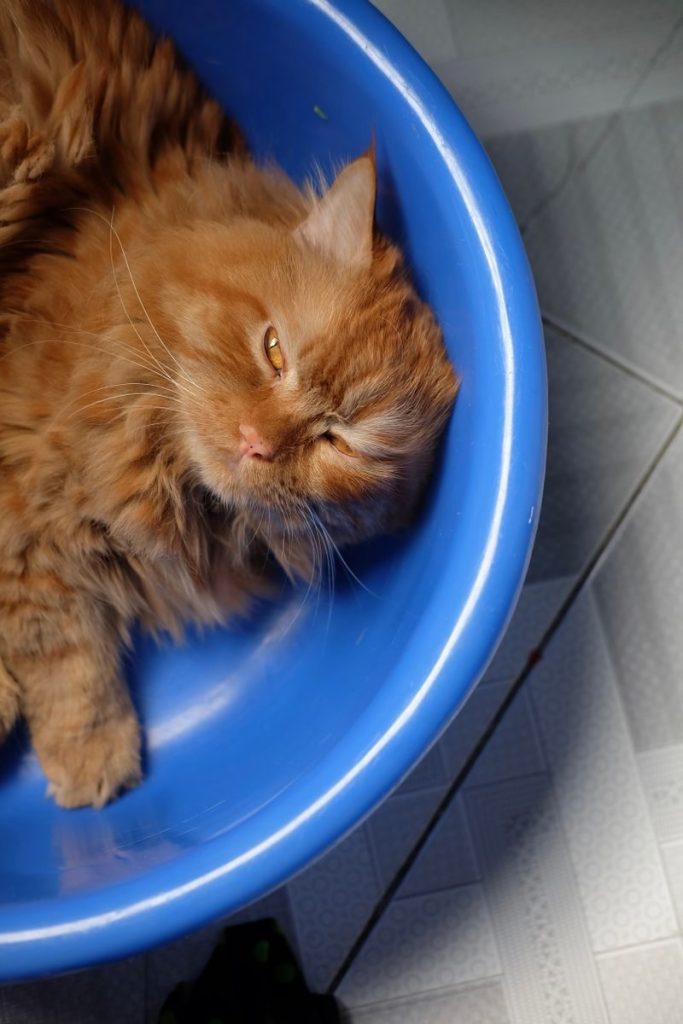 Relaxed Persian cat resting in a bright blue plastic tub indoors.