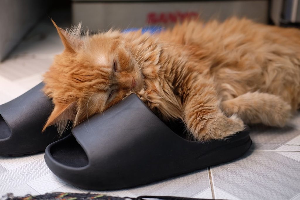 Adorable ginger cat peacefully napping on a black slipper indoors.