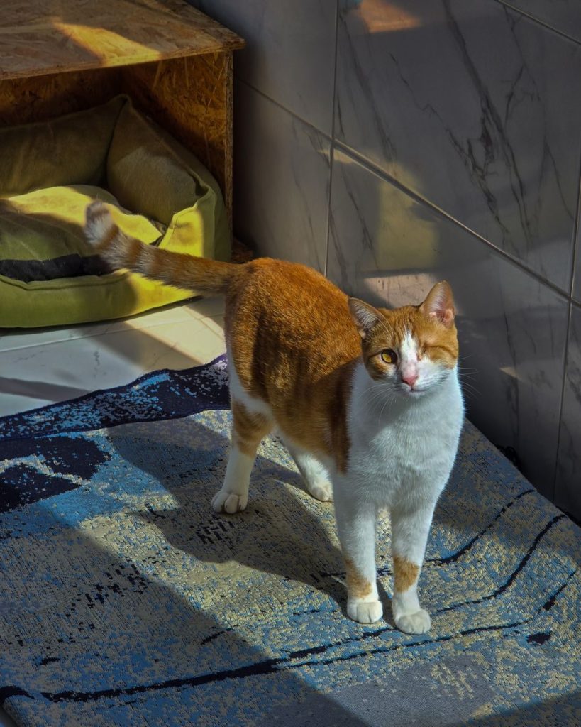 Charming orange and white cat standing on rug, basking in sunlight indoors, near cozy pet bed.