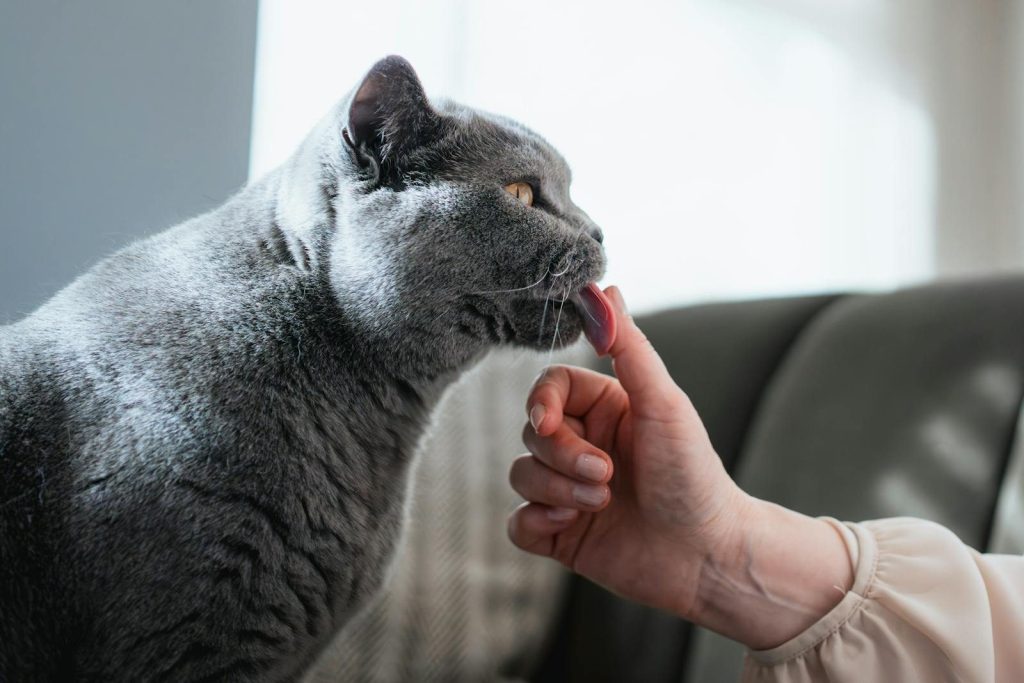 A British Shorthair cat licking a human finger, showcasing playful interaction.