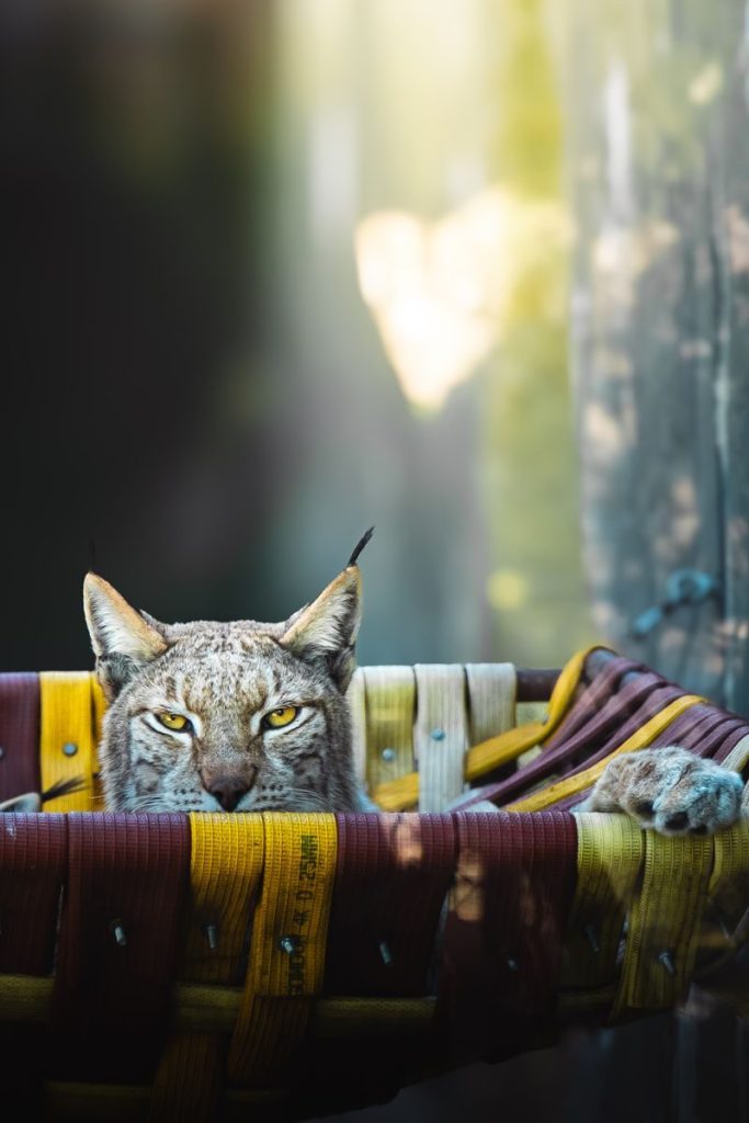 Lynx peering from a colorful woven basket, showcasing its sharp ears and intense gaze.