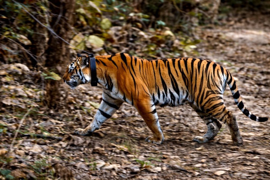 A Bengal tiger in motion captured in the forests of Madhya Pradesh, India.