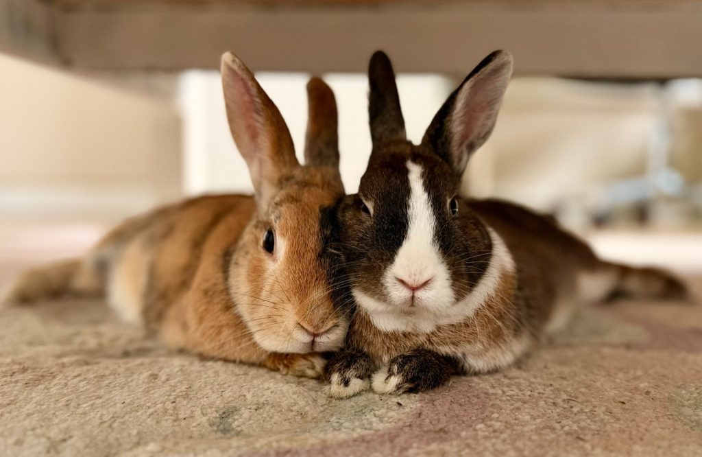Two rabbits lying close together on a carpet indoors, creating a warm and cozy atmosphere.