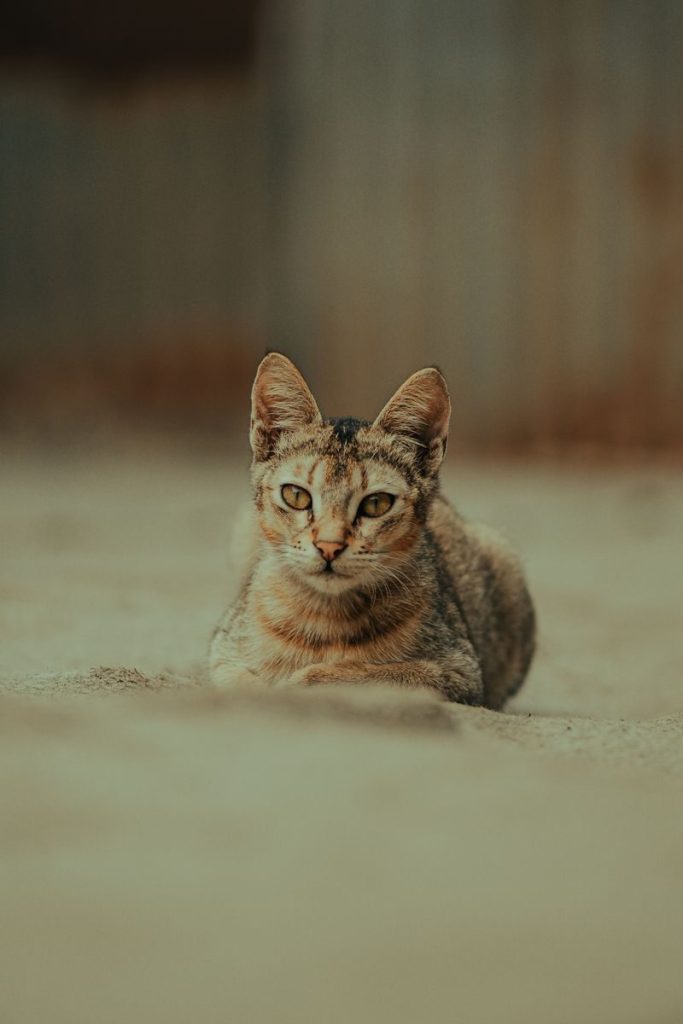 A focused image of a domestic cat resting on sandy ground, showcasing its serene demeanor.