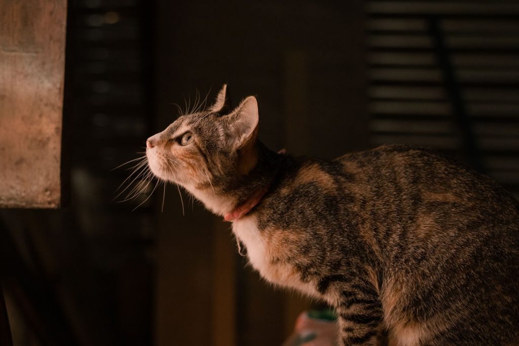 A close-up photo of a beautiful tabby cat looking intently in a dimly lit indoor setting.