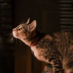 A close-up photo of a beautiful tabby cat looking intently in a dimly lit indoor setting.