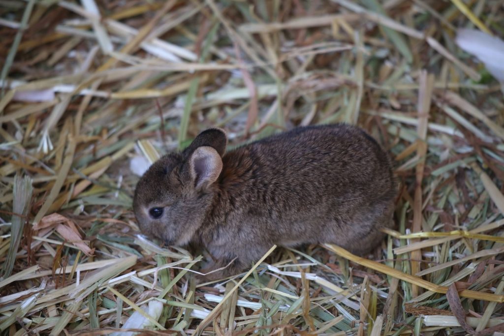 Cute baby rabbit nestled in straw, showcasing its soft brown fur and peaceful demeanor.