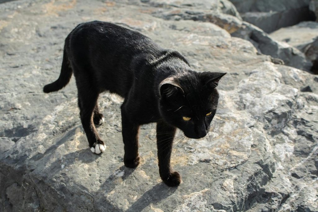 A sleek black cat exploring rocky outdoor terrain, captured in natural daylight.