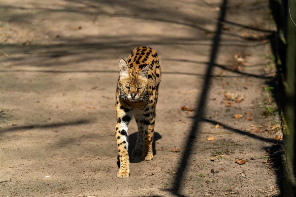 A striking serval cat displaying its patterned coat in a sunny outdoor setting.