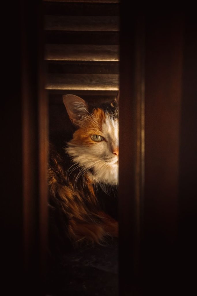 A cat peers through wooden slats, partially lit, creating a dramatic effect with shadows.
