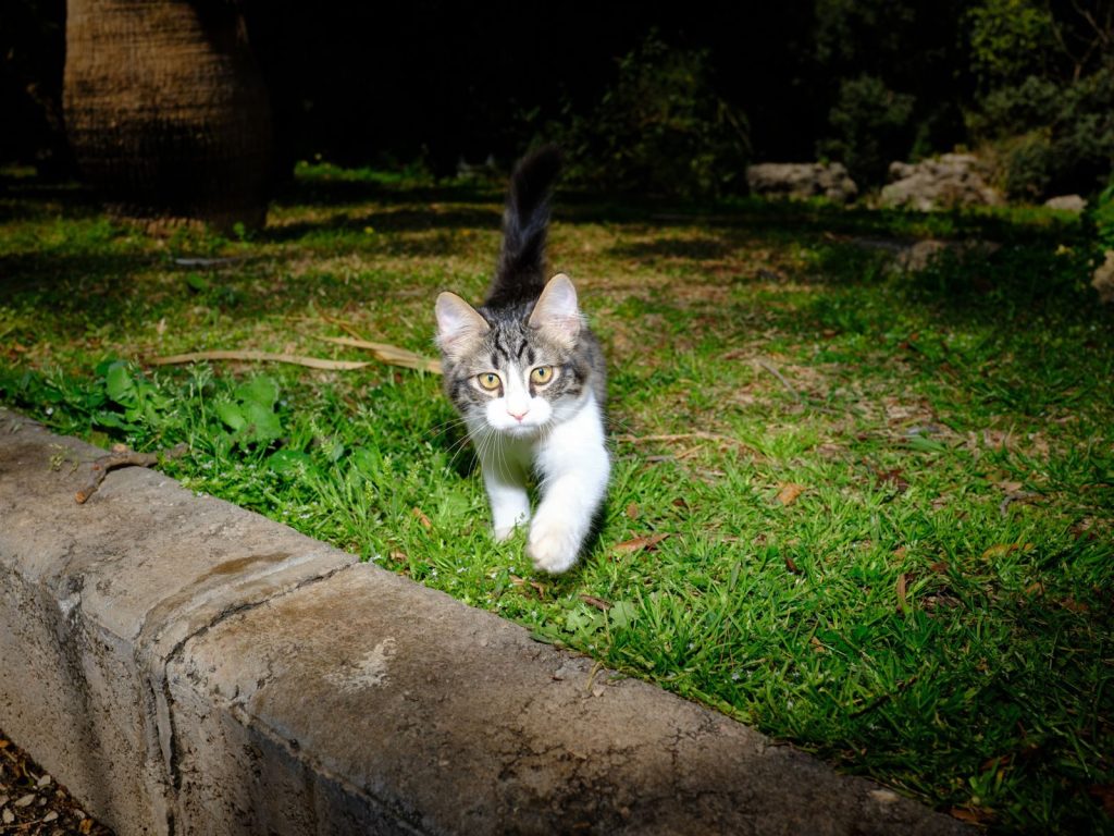 Adorable tabby kitten wandering through a sunny garden with lush green grass and a playful demeanor.