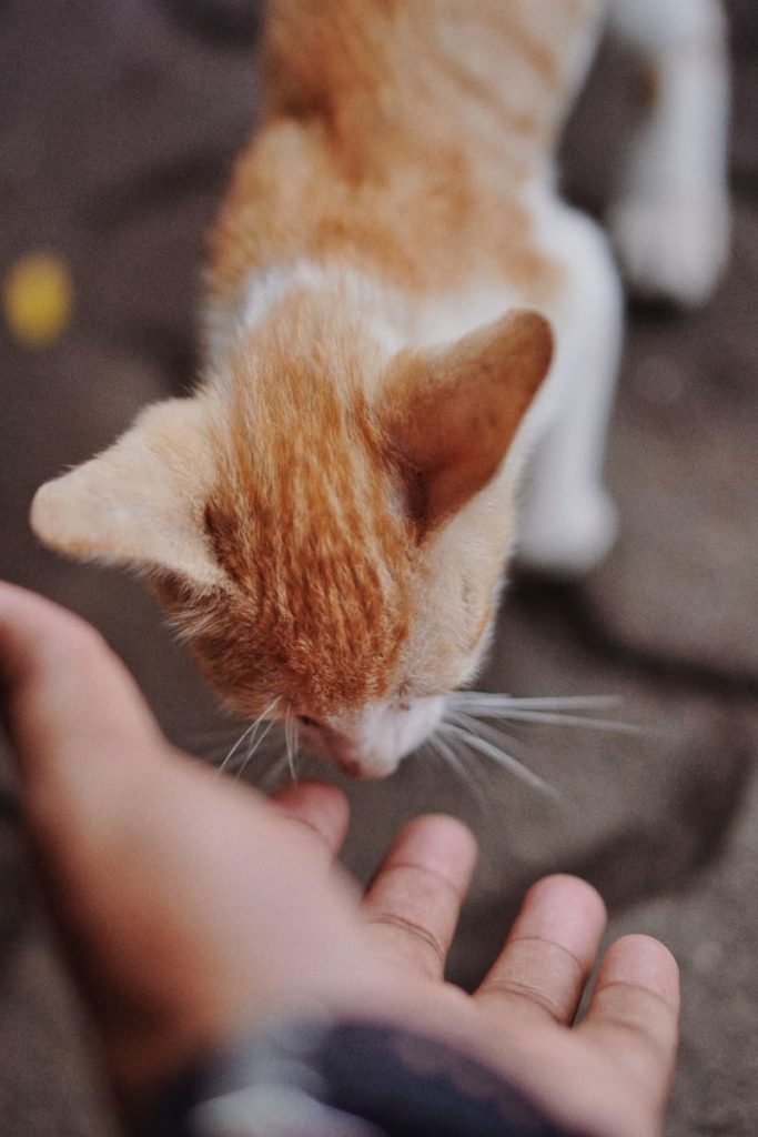 A curious ginger kitten sniffs a human's hand, showcasing trust and connection.