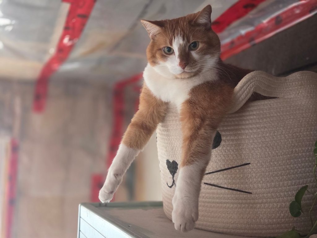 Adorable ginger and white cat lounging in a cute woven basket indoors.