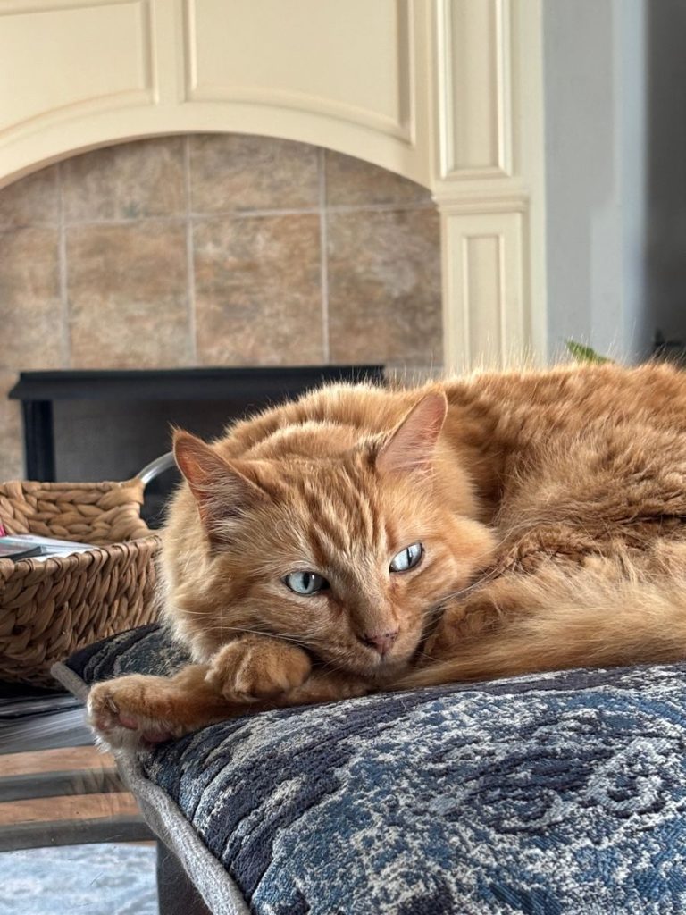 A ginger tabby cat comfortably lounged on a patterned cushion indoors, exuding calm.
