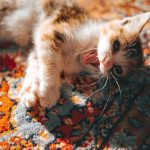 Cute yawning kitten on a colorful patterned rug, enjoying the warm sunlight.